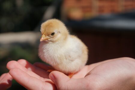 Hatch Your Own Chicks! Image